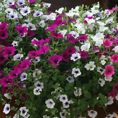 Haus Meissnitzer Apartment Fuschl am See